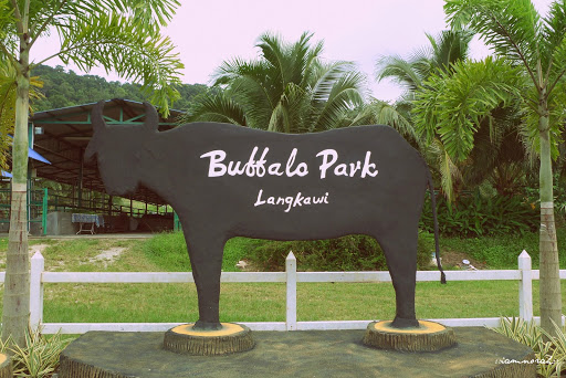 Buffalo park langkawi